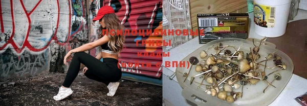 сатива Горняк